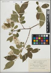 Foto von Salix pentandra L.